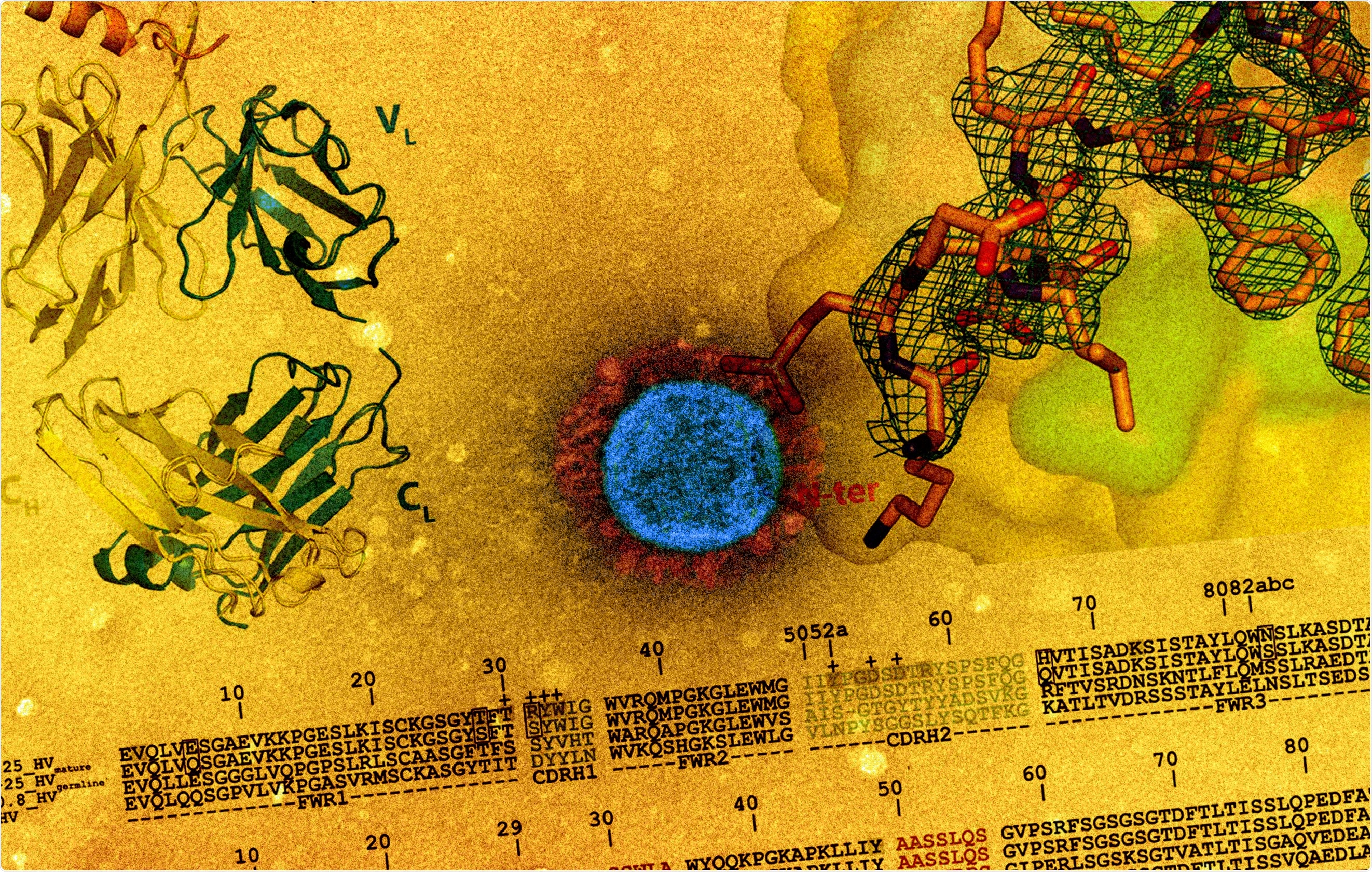 Study: Structural Basis and Mode of Action for Two Broadly Neutralizing Antibodies Against SARS-CoV-2 Emerging Variants of Concern. Image Credit: NIAID