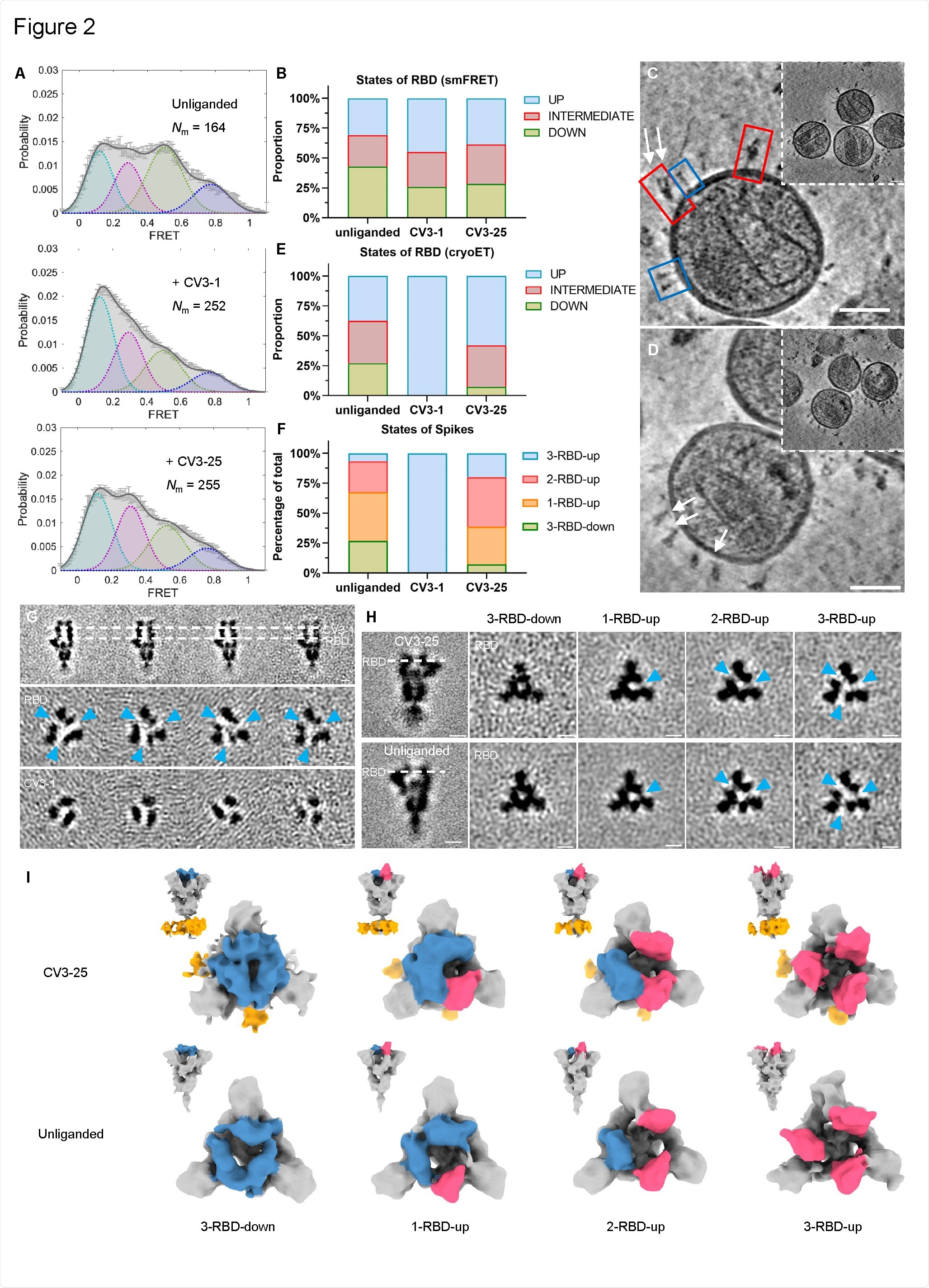 Conformational Dynamics of SB.1.1.7 Bound with CV3-1 and CV3-25.