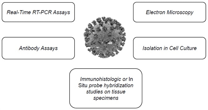 Multiple SARS-CoV-2 detection workflows.
