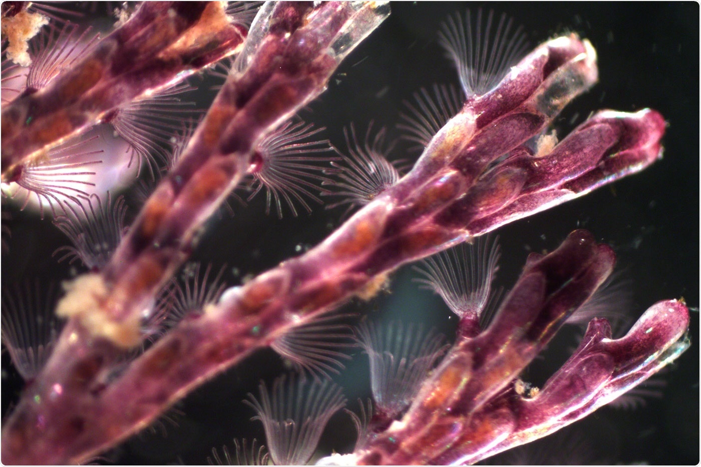 Fundamental theory on how metabolism affects population demography needs revision, research suggests