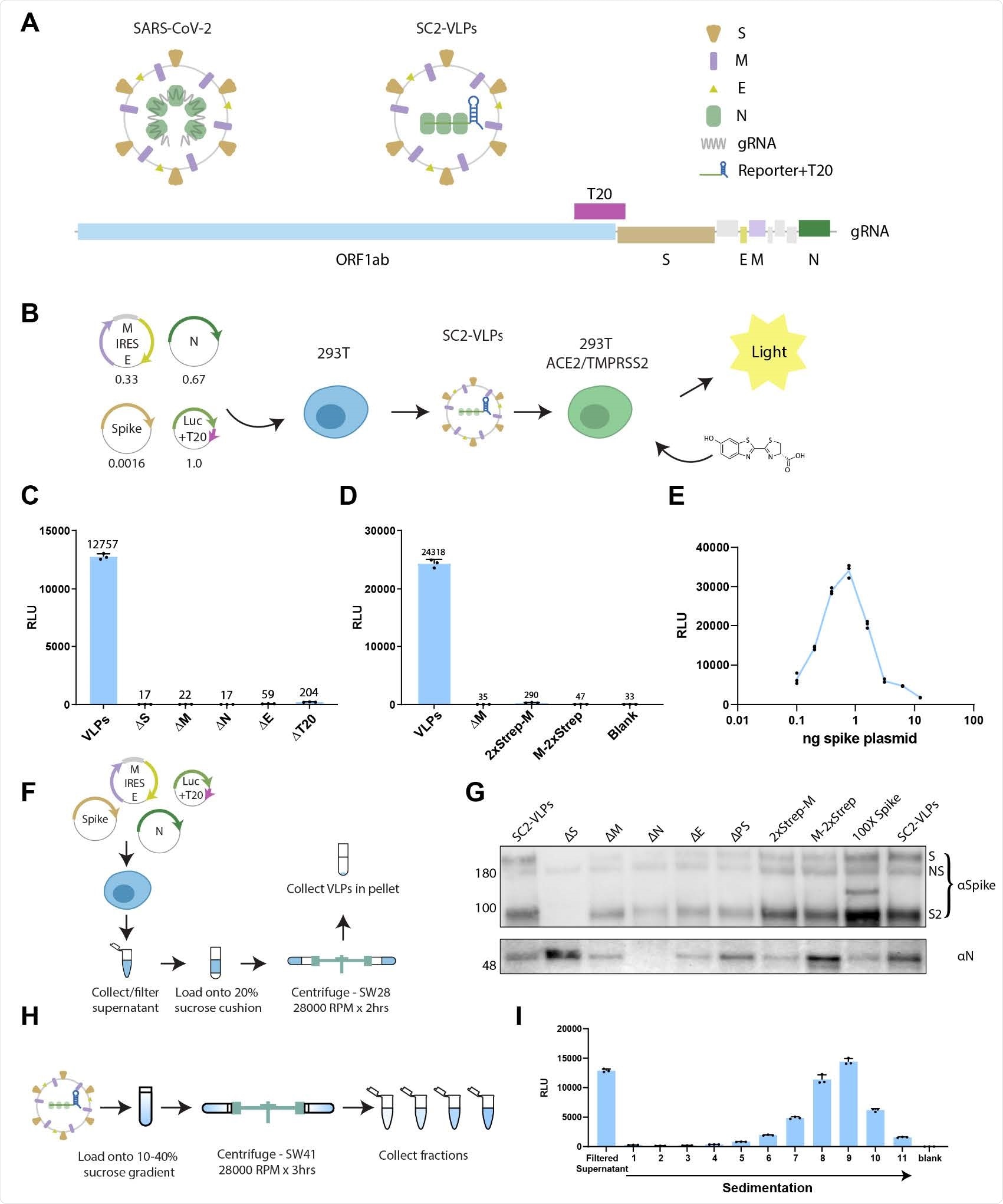 Design and characterization of SC2-VLPs. A) Schematic of SARS-CoV-2 virus and vector design. B) Process flow for generating and detecting luciferase encoding CoV-2 VLPs. Numbers below plasmid maps indicate ratios used for transfection. C) Induced luciferase expression measured in receiver cells (293T overexpressing ACE2 and TMPRSS2) from “Standard” CoV-2 VLPs containing S, M, N, E and luciferase-T20 transcript as well as VLPs lacking one of the components. D) N- or C-terminal streptag on membrane protein abrogates vector induced luciferase expression. E) Optimal luciferase expression requires a narrow range of spike plasmid concentrations corresponding to ~1ng of plasmid in a 24-well. F) Schematic for purification of virus-like particles (VLPs) including CoV-2 VLPs. G) Western blot showing spike and N in pellets purified from standard SC2-VLPs and conditions that did not induce luciferase expression in receiver cells. H) Schematic for sucrose gradient for separating CoV-2 VLPs. I) Induced luciferase expression from sucrose gradient fractions of CoV-2 VLPs.