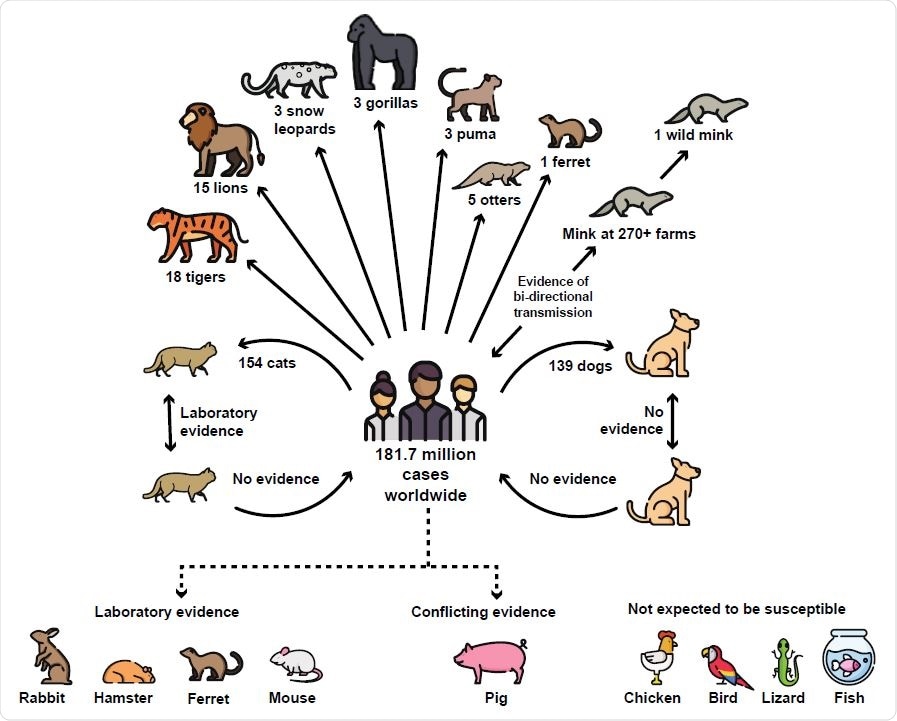 Global evidence to-date of CoV-2 transmission and susceptibility among common household pets and other animals. As of July 29, 2021, there have been 181.7 million human cases of COVID-19 globally (Johns Hopkins University, 2020). Multiple natural cases have been confirmed in animals since January 2020 in 31 countries worldwide. In addition, many CoV-2 outbreaks at mink farms have occurred in the Netherlands, Spain, Denmark, Italy, Sweden, Poland, Latvia, Greece, France, and Canada including secondary transmission from mink back to humans in Denmark (OIE, 2020; Oreshkova et al., 2020; USDA APHIS, 2020). In December 2020, the first free-ranging native wild animal, a wild mink, was confirmed with SARS-CoV-2 near a mink farm in the state of Utah, USA (ProMED, 2020). Laboratory evidence has confirmed that cats are infectious to other cats while there is no evidence of ongoing transmission in dogs (Halfmann et al., 2020). There is no evidence that household pets, including cats and dogs, act as ongoing reservoirs for transmission back to humans. While there have been no natural world cases of CoV-2 in rabbits, hamsters, or mice, laboratory studies have demonstrated these common household animals as susceptible to infection (Liu et al., 2020; Loeffler A, 2011). Multiple studies have concluded that pigs, chickens, other birds, reptiles, and fish are not expected to be susceptible to the virus (BondadReantaso M, 2020; Damas et al., 2020; Luan, Jin, Lu, & Zhang, 2020; Schlottau et al., 2020; Shi et al., 2020). Figure includes modified icons originally made by Freepik from www.flaticon.com.