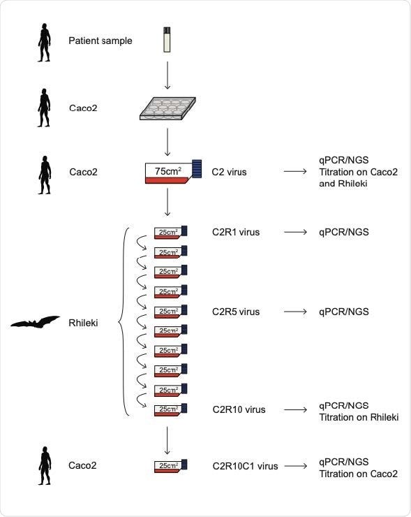 Schematic of virus passage experiments. Succession of the virus cultures in our study, nomenclature of viruses, and tests performed on individual batches.