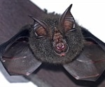 Human coronavirus replicates in bats without using the spike protein