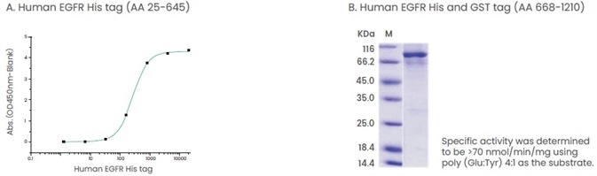 Examples of products that contain extracellular domain or intracellular domain of proteins. (A) The binding assay of EGF and EGFR. Immobilized human EGF hFc (Cat: 10605-H01H) at 2 μg/ml (100 μl/well) can bind human EGFR His (Cat: 10001-H08H). (B) The specific activity assay of EGFR (AA 668-1210).