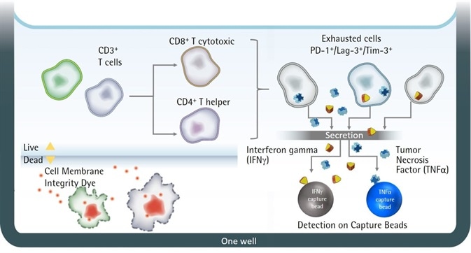 Illustration of iQue® Human T Cell Exhaustion Kit assay principles.