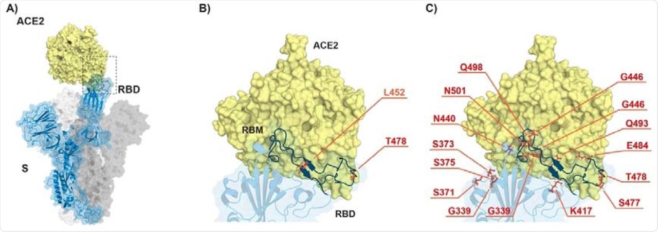ACE2-spike interaction and mutations found in RBD of B.1.617.2 (Delta) and B.1.1.529 (Omicron). A) S monomer (blue ribbon and surface) bound to ACE2 ectodomain (yellow surface). B) Detail of A), highlighting the mutated residues (orange sticks) in Delta. C) Same as in B) but highlighting the mutated residues in Omicron. From PDB files 6ACG and 2AJF.