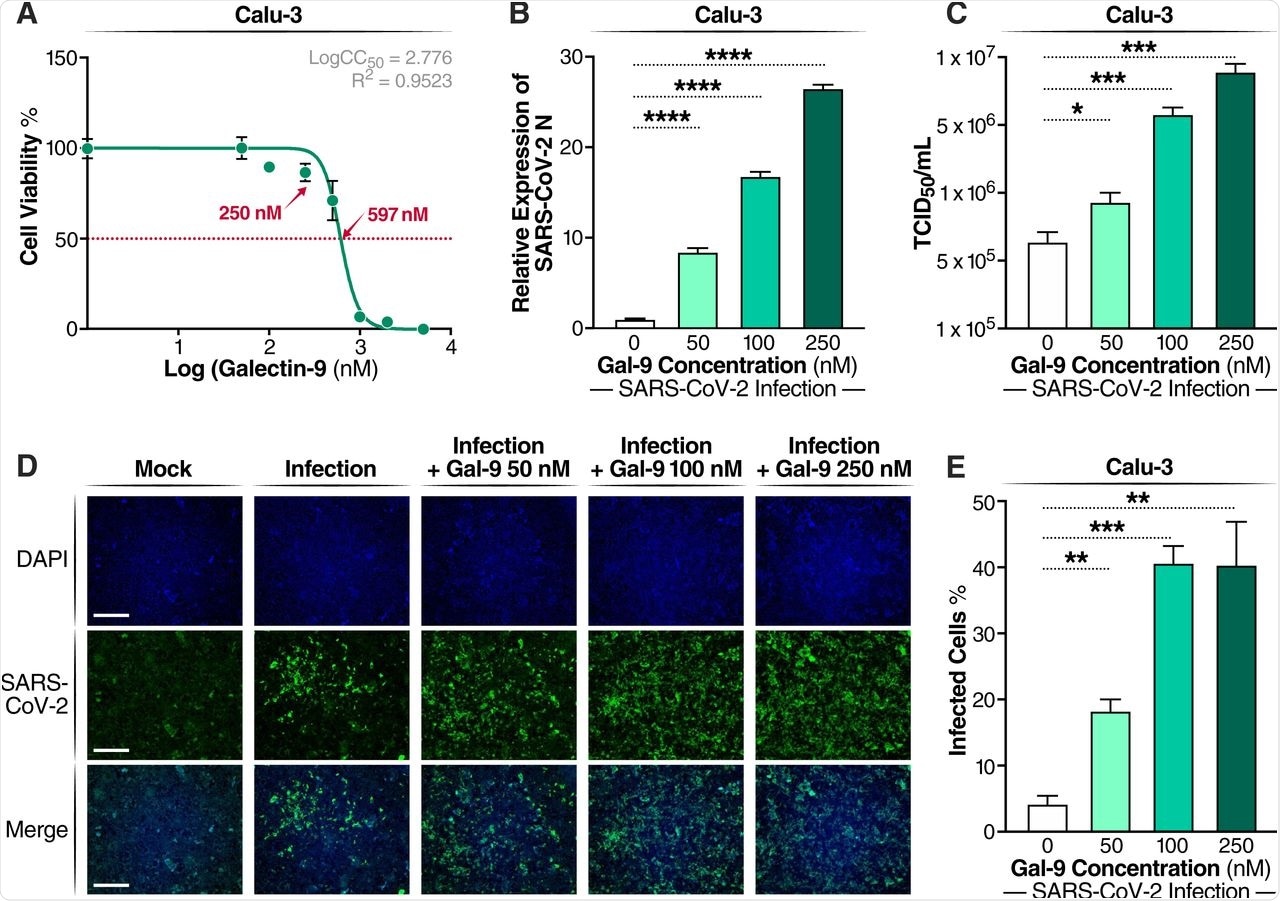 Gal-9 increases virus production in SARS-CoV-2-infected Calu-3 cells. (A) Cellular toxicity was examined in Calu-3 cells using an MTT assay and was expressed as relative cell viability as compared to Gal-9-untreated control (set at 100%). The LogCC50 value for Gal-9 is displayed. The red arrows represent 250 nM and the CC50 value (597 nM) of Gal-9, respectively. (B) The effect of Gal-9 on viral N gene expression in Calu-3 cells was measured by RT-qPCR. Cells were pretreated with Gal-9 at the indicated concentrations for six hours, followed by infection with SARS-CoV-2 (MOI=0.01) for 24 h in the presence of Gal-9. 24 hpi, cells were collected for RNA isolation and RT-qPCR targeting the N gene. (C) Infectious virus release in the supernatant of SARS-CoV-2-infected Calu-3 cells treated with varying doses of Gal-9 as described in (B) were measured using TCID50. (D) Immunofluorescence staining of Calu-3 cells with DAPI (blue) or anti-N Ab (green) pretreated with Gal-9 at the indicated concentrations, followed by infection with SARS-CoV-2 as described in (B). Scale bar, 500 μM. (E) Quantification of SARS-CoV-2 infected cells in Calu-3 cells (shown in panel D). Data are representative of the results of three independent experiments (mean ± SEM). Statistical significance was analyzed by t test. p≤0.05 [*], p≤0.01 [**], p≤0.001 [***], p≤0.0001 [****].