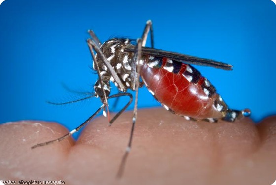 Aedes albopictus mosquito