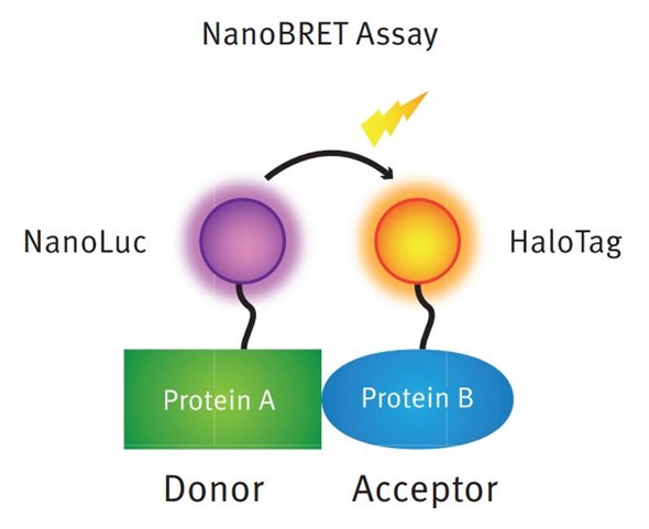 BMG Labtech - Principle of the nanoBRET assay for detecting intracellular protein-protein interactions