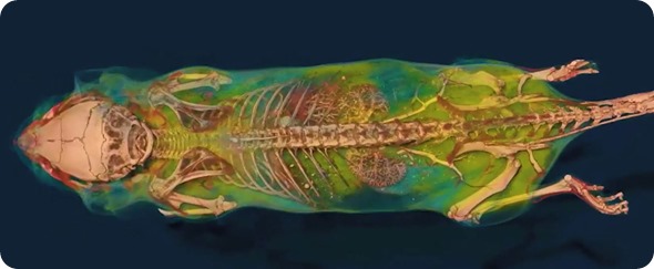MicroCT scanned rat