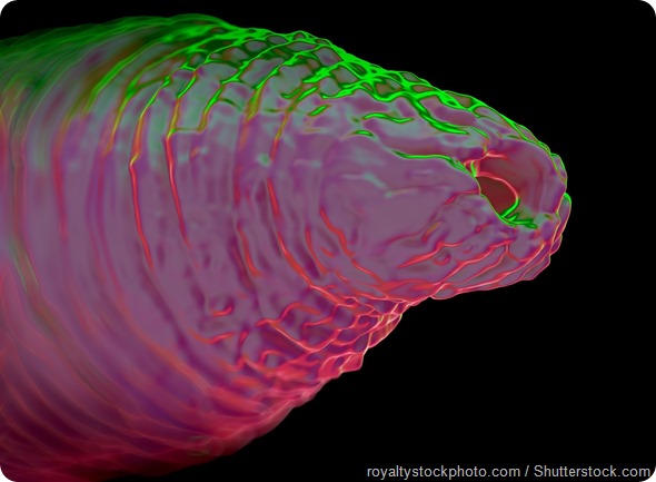C. elegans roundworm