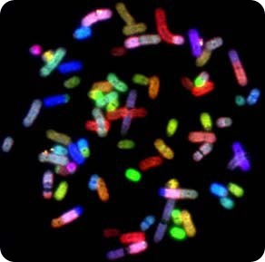 Cytogenetics