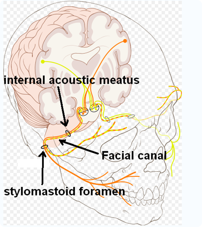 Facial cranial nerve