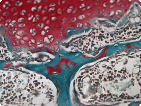 Tissue (INFINITY3-3UR). 40x Objective, 6.75ms Exposure, 1.5x Gain, 1.0 Gamma