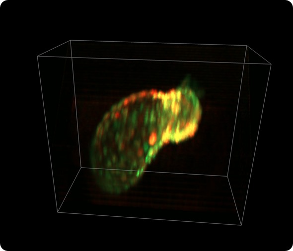 SCAPE zebrafish heart