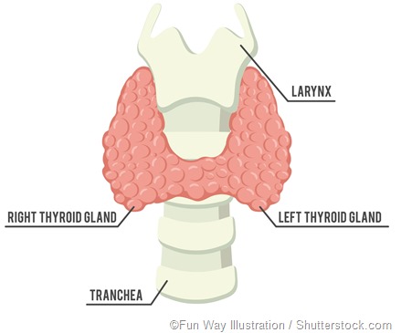 Thyroid gland illustration