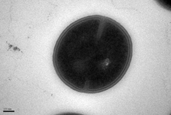 clip_image002 clip_image002