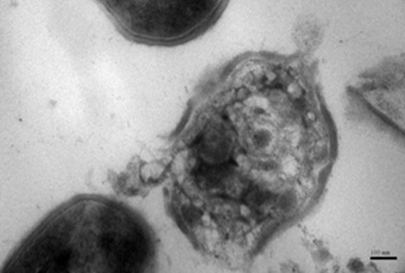 clip_image003 clip_image003