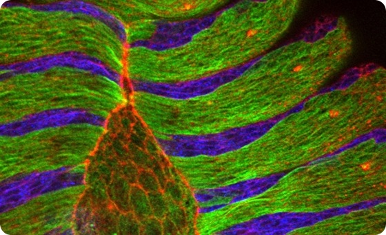 The microscope image of the dorsal closure of a fly embryo shows alternating stripes of epithelial cells with aligned microtubule bundles (green) and epithelial cells treated with a microtubule-destroying drug (blue). Labelled in red is the protein actin that lines the border of cells, particularly the amnioserosa cells occupying the eye-shaped opening.