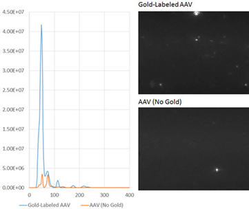 Gold-labeled AAV NTA results