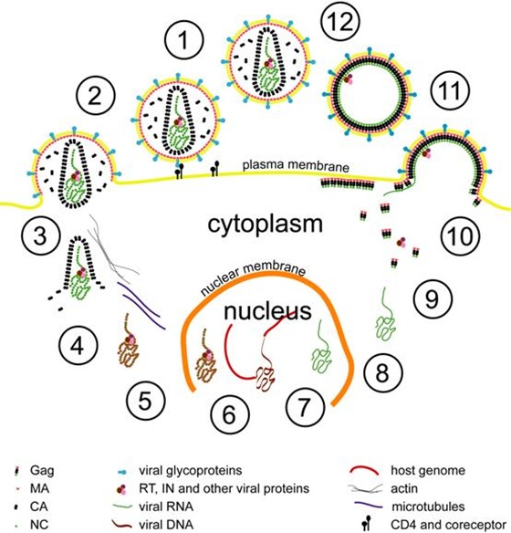 Simplified representation of HIV’s lifecycle: The HIV lifecycle begins with the interaction of a virus particle with a receptor on the surface of a cell (step 1), which leads to fusion of the viral and cellular membranes (step 2) and deposition of the viral contents into the cell (step 3). The viral RNA genome is reverse transcribed resulting in DNA copy, which is imported into the nucleus (step 5). Within the nucleus, the viral DNA is integrated into the host cell genome (step 6). The virus may now enter a period of latency. The late stages of the viral lifecycle begin when the viral genome is transcribed from within the host genome (step 7), exported from the nucleus (step 8) and translation of the viral proteins by host cell machinery begins (step 9). The major structural protein, Gag, is transported to the plasma membrane where it directs assembly of the viral coat, and incorporates other viral proteins and the viral genome (step 10). The virus buds through the cell membrane.