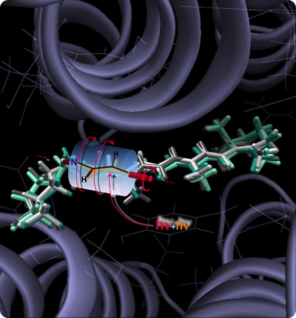 ANABAENA SENSORY RHODOPSIN: In a simulation created at the Ohio Supercomputer Center by Bowling Green State's Massimo Olivucci, a short fragment of the long retinal chromophore backbone of Anabaena Sensory Rhodopsin undergoes a complete clockwise rotation powered by the energy carried by two photons. (Olivucci/BGSU)