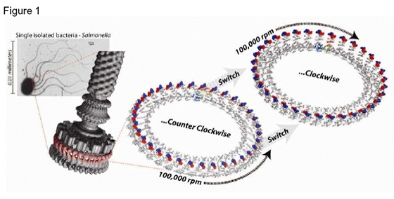 tiny motors in bacteria propel
