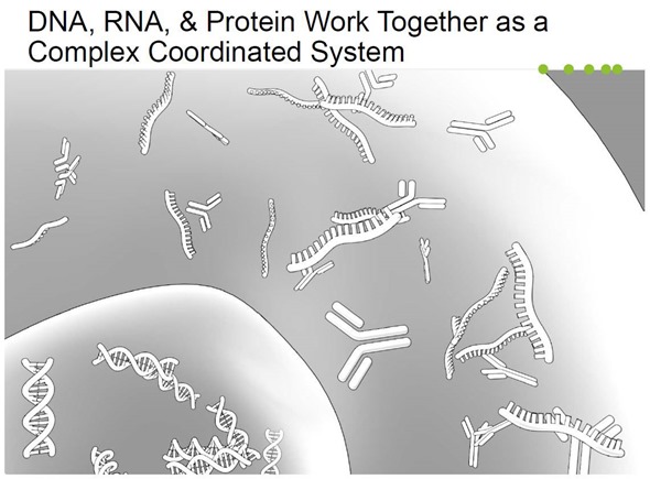 DNA, RNA & protein work together as a complex coordinated system
