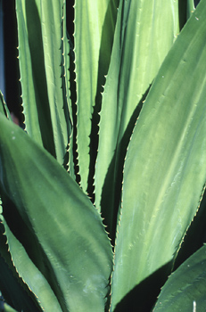 There is good evidence to support using aloe vera for oral health problems