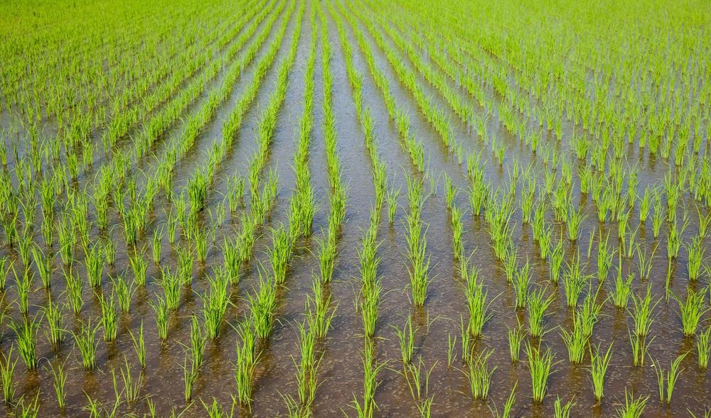 Rice production