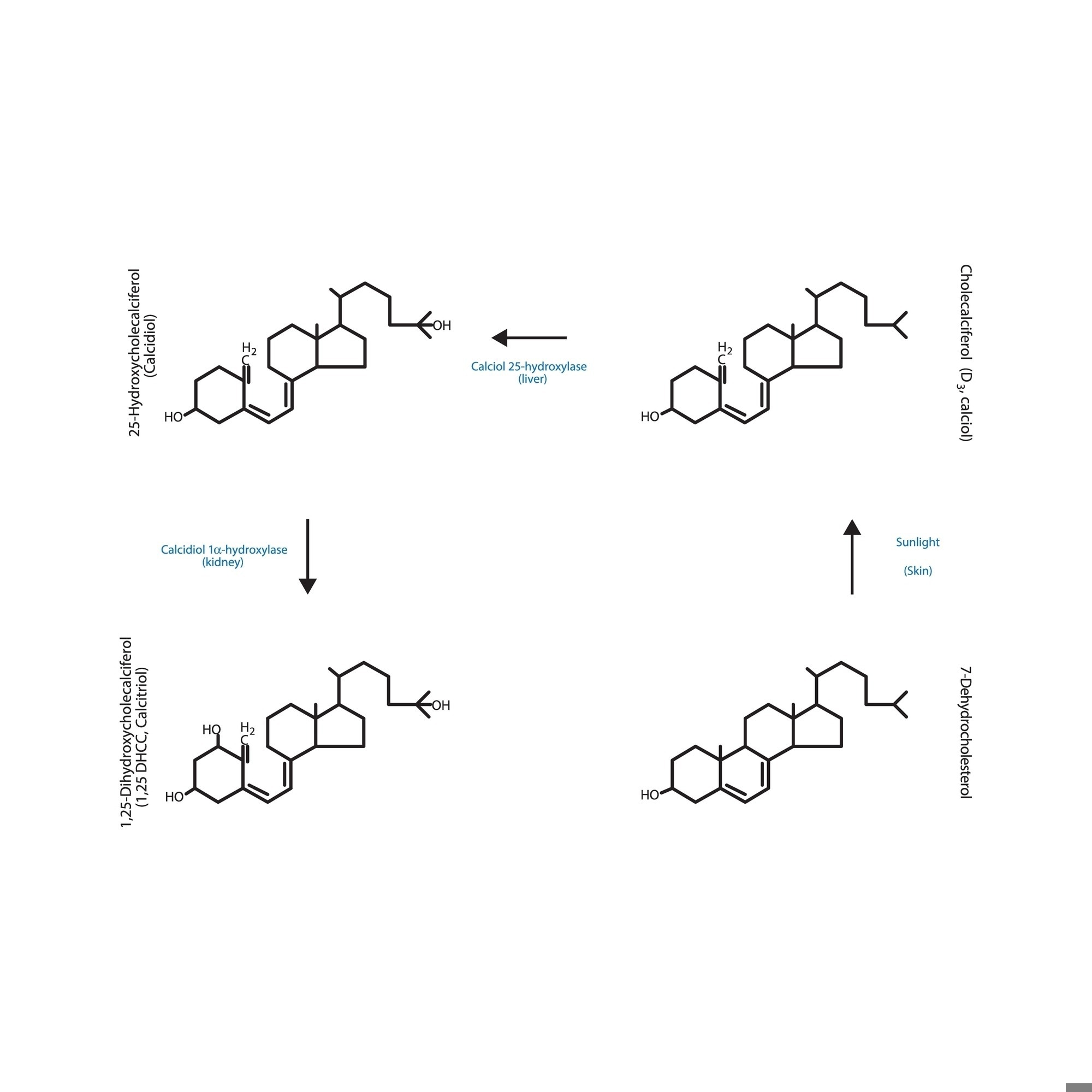 Diagram showing biosynthesis of active form of vitamin D - Calcitriol - via the kidneys and the liver - schematic molecular structure chemical illustration. Image Credit: Bass stock/Shutterstock.com