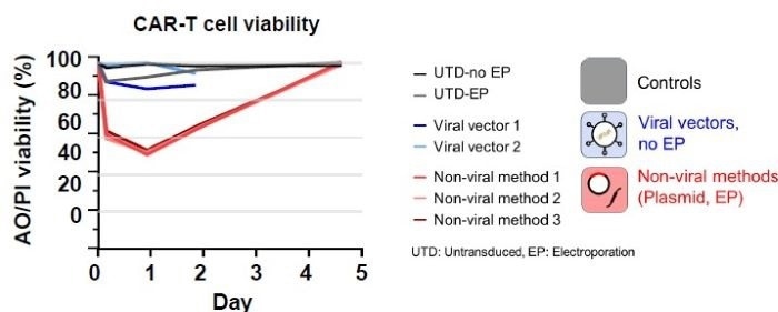 Developing image-based T-cell assays for monitoring apoptosis and CAR expression