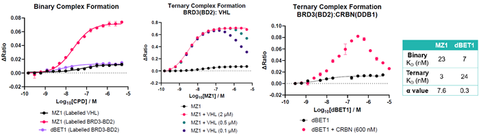 Enhancing therapeutic potential with bivalent molecules