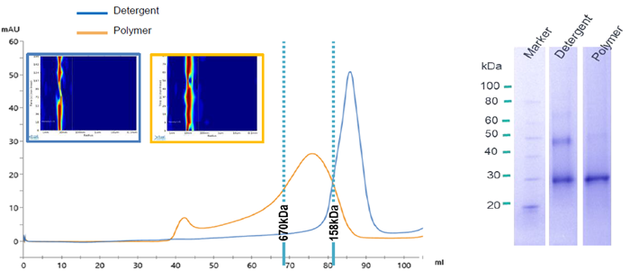 Size exclusion chromatography (left), DLS (left- inset) and SDS-PAGE (right) of A2a in either detergent or polymer formulation