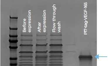 Scale-up expression and purification of P17-VEGF165 yielded 106 μg soluble protein from 1 mL cell-free blend at high purity