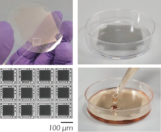 Accelerating cell assays with frozen transfected cells