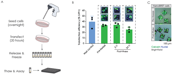 A549 cells were seeded onto an SD20, transfected using Lipofectamine 3000, released, aliquoted and then frozen. (B) GFP transfection had an efficiency of 30-40 % before and after freezing. (C) A549 cells were transfected with a p53:MDM2 NanoBRET Protein-Protein Interaction pair and frozen for later use. Transfected cells displayed high levels of cell viability post-thaw. (D) 50 SemaCytes per well were dispensed into 384-well plates and NanoBRET ratios measured with the BMG FLUOstar Omega. Ratios were consistent and stable 2 and 24 hours after thawing. (E) Nutlin-3 was added 1 hour after thawing and incubated for 4 hours to measure its interference with the p53:MDM2 interaction. (F) Well plate controls and SemaCytes were transfected in parallel and show comparable BRET ratios.