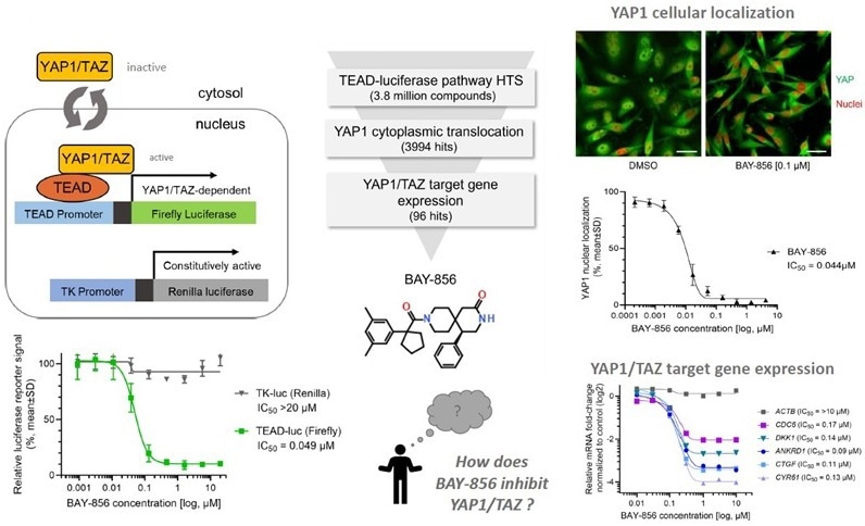 Finding success in biochemical screening and cell-based pathway screening