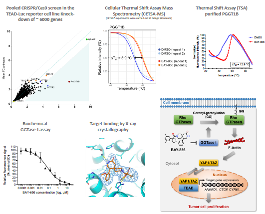 Finding success in biochemical screening and cell-based pathway screening