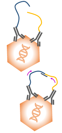 Measuring AAV capsids using VeriCheck ddPCR technoloy: A guide