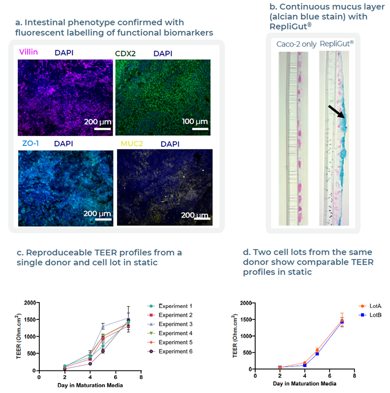 Validation of RepliGut® donor to confirm tissue functionality and reproducibility