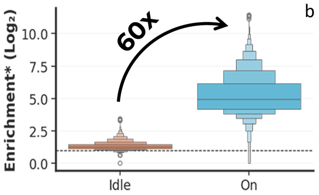 DELiveri®: A high-throughput, hypothesis-free screening platform for identifying novel delivery molecules for RNA therapeutics