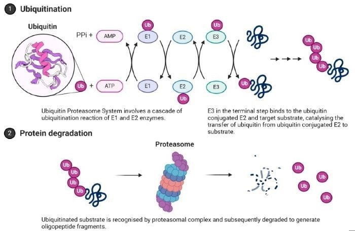 Ubiquitin Proteasome System (UPS). The terminal step that can be exploited in target protein degradation modality is highlighted