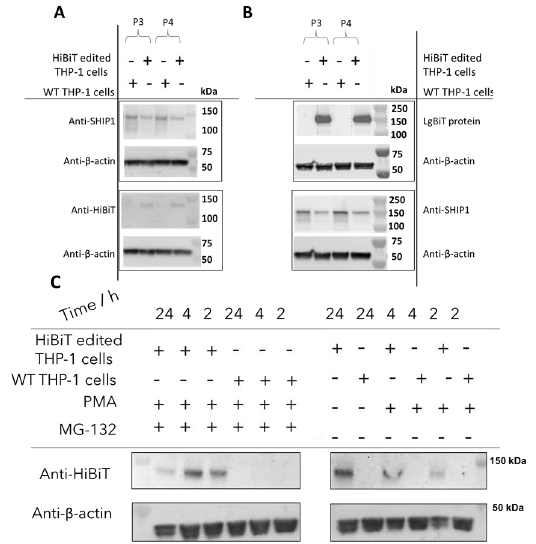 Validation of expression of HiBiT tagged SHIP 1 in CRISPR edited THP 1 cell line using (A) antibody dependent or (B) antibody free HiBiT tag detection (C) HiBiT tagged SHIP 1 is degraded by the proteasomal pathway.