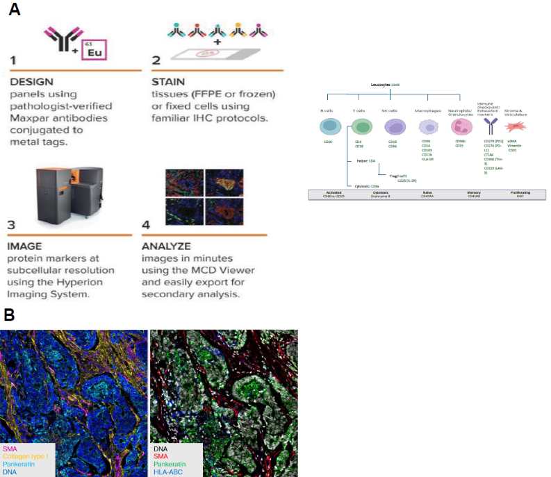 A- Imaging Mass Cytometry high-multiplex workflow. B- High-Plex Immunostaining