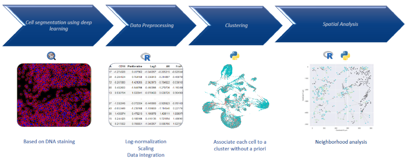 Automatized cell clustering workflow