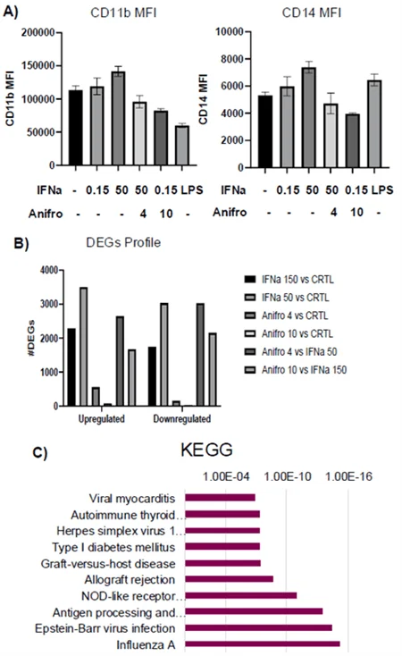 A) Bar graphs created using GraphPad, showcasing expression of CD11b and CD14 in PBMCs upon stimulation with IFNa and Anifrolumab. B) Comparison between the number of upregulated vs downregulated genes under different treatment conditions. DEGs were generated from sorted live cells as seen in gating strategies (III). Samples treated with Anifrolumab can be seen to have minimal DEGs, evidencing success in returning cells to healthy state. C) KEGG showing the least to most significant pathways extracted from top 500 DEGs from 150 ng IFNa treated samples compared to control samples
