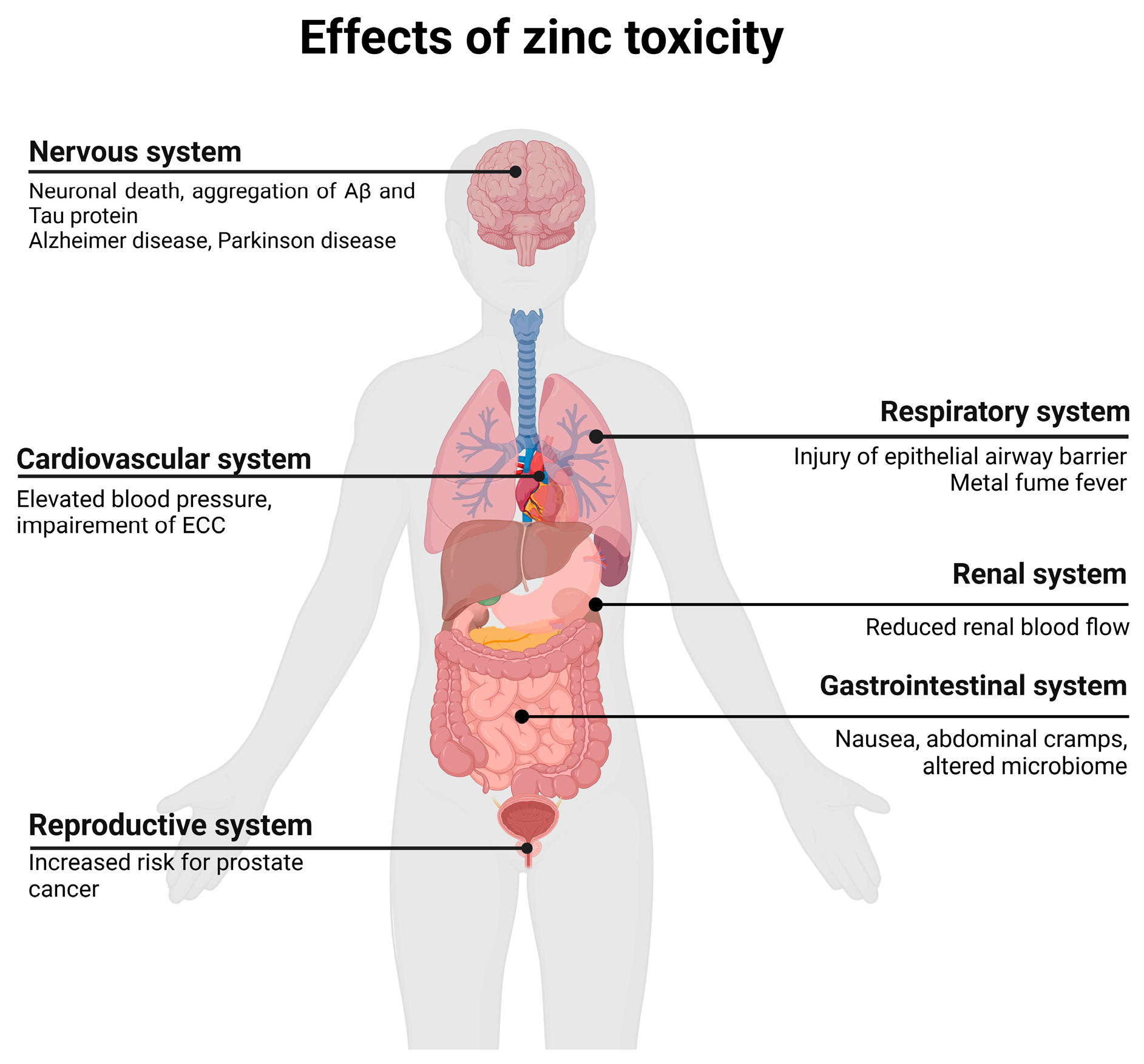 Overview of possible adverse effects and diseases of zinc toxicity. Adapted from “Human organs with Callout”, by BioRender.com (2024). Retrieved from https://app.biorender.com/biorender-templates, accessed on 25 June 2024. ECC, excitation–contraction coupling.
