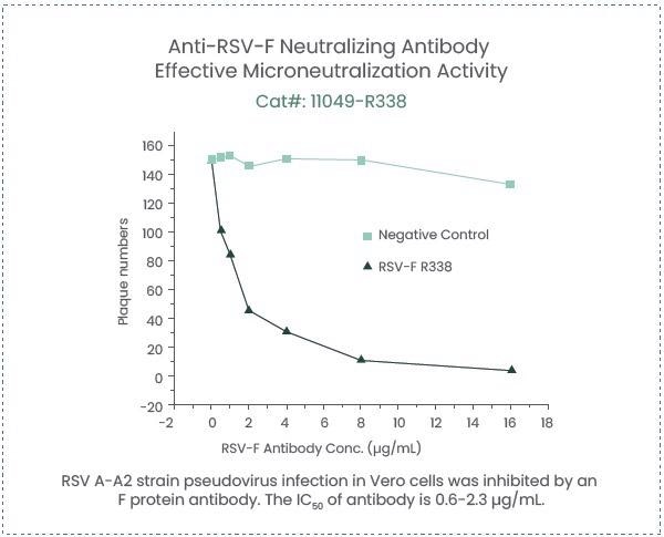 The applications of respiratory syncytial virus antigens and antibodies in therapeutic and immunological development